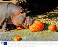 Jabba the hippopotamus eats pumpkin at Boo at the Zoo promotion, Los Angeles Zoo, America - 22 Oct 2009