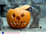 Animals and Pumpkins at Paignton Zoo, Devon, Britain - 23 Oct 2009