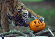 Animals and Pumpkins at Paignton Zoo, Devon, Britain - 23 Oct 2009