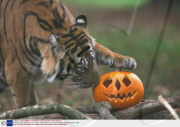 Animals and Pumpkins at Paignton Zoo, Devon, Britain - 23 Oct 2009