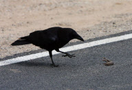 Struggle for survival: A fighting lizard first lost its tail and then its life against a black crow