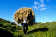 A farmer carrying hay, Kenmare, Ireland