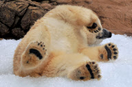 Willy the polar bear enjoys a special treat of two and a half tons of ice cubes, North Carolina Zoo, America - 31 Oct 2009