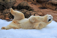 Willy the polar bear enjoys a special treat of two and a half tons of ice cubes, North Carolina Zoo, America - 31 Oct 2009