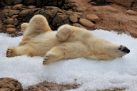 Willy the polar bear enjoys a special treat of two and a half tons of ice cubes, North Carolina Zoo, America - 31 Oct 2009