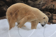 Willy the polar bear enjoys a special treat of two and a half tons of ice cubes, North Carolina Zoo, America - 31 Oct 2009