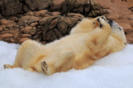 Willy the polar bear enjoys a special treat of two and a half tons of ice cubes, North Carolina Zoo, America - 31 Oct 2009