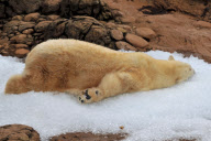 Willy the polar bear enjoys a special treat of two and a half tons of ice cubes, North Carolina Zoo, America - 31 Oct 2009