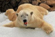 Willy the polar bear enjoys a special treat of two and a half tons of ice cubes, North Carolina Zoo, America - 31 Oct 2009