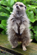 Clyde the meerkat, who 'works' in his owner's pet shop, Ivybridge, near Plymouth, Devon, Birtain - 05 Nov 2009