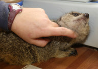 Clyde the meerkat, who 'works' in his owner's pet shop, Ivybridge, near Plymouth, Devon, Birtain - 05 Nov 2009