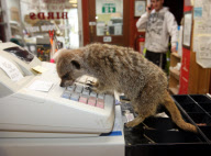 Clyde the meerkat, who 'works' in his owner's pet shop, Ivybridge, near Plymouth, Devon, Birtain - 05 Nov 2009