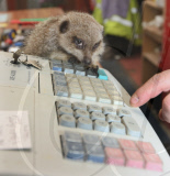 Clyde the meerkat, who 'works' in his owner's pet shop, Ivybridge, near Plymouth, Devon, Birtain - 05 Nov 2009