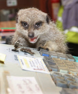 Clyde the meerkat, who 'works' in his owner's pet shop, Ivybridge, near Plymouth, Devon, Birtain - 05 Nov 2009