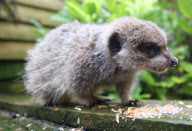 Clyde the meerkat, who 'works' in his owner's pet shop, Ivybridge, near Plymouth, Devon, Birtain - 05 Nov 2009