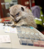 Clyde the meerkat, who 'works' in his owner's pet shop, Ivybridge, near Plymouth, Devon, Birtain - 05 Nov 2009
