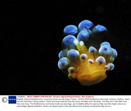 Brightly coloured Nudibranchs, commonly known as sea slugs, France - 09 Nov 2009
