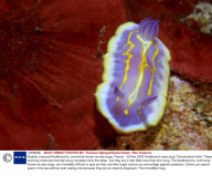 Brightly coloured Nudibranchs, commonly known as sea slugs, France - 09 Nov 2009