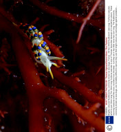 Brightly coloured Nudibranchs, commonly known as sea slugs, France - 09 Nov 2009