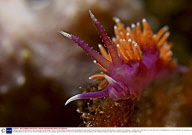 Brightly coloured Nudibranchs, commonly known as sea slugs, France - 09 Nov 2009