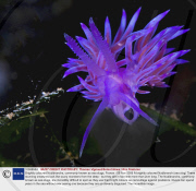 Brightly coloured Nudibranchs, commonly known as sea slugs, France - 09 Nov 2009