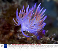 Brightly coloured Nudibranchs, commonly known as sea slugs, France - 09 Nov 2009