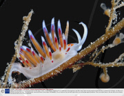 Brightly coloured Nudibranchs, commonly known as sea slugs, France - 09 Nov 2009