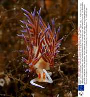 Brightly coloured Nudibranchs, commonly known as sea slugs, France - 09 Nov 2009