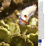 Brightly coloured Nudibranchs, commonly known as sea slugs, France - 09 Nov 2009