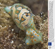 Brightly coloured Nudibranchs, commonly known as sea slugs, France - 09 Nov 2009