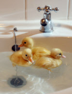 Out of season ducklings kept in the bathroom sink, Secret World Animal Rescue Centre, Somerset, Britain - 10 Nov 2009