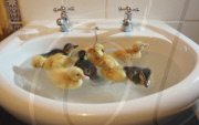 Out of season ducklings kept in the bathroom sink, Secret World Animal Rescue Centre, Somerset, Britain - 10 Nov 2009