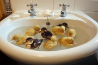 Out of season ducklings kept in the bathroom sink, Secret World Animal Rescue Centre, Somerset, Britain - 10 Nov 2009