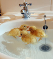 Out of season ducklings kept in the bathroom sink, Secret World Animal Rescue Centre, Somerset, Britain - 10 Nov 2009