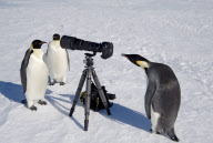 Penguins inspecting a camera on a tripod, Emperor Rookery, Weddell Sea, Antarctica, Polar Regions - 12 Nov 2009