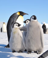 Penguins inspecting a camera on a tripod, Emperor Rookery, Weddell Sea, Antarctica, Polar Regions - 12 Nov 2009