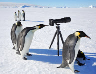 Penguins inspecting a camera on a tripod, Emperor Rookery, Weddell Sea, Antarctica, Polar Regions - 12 Nov 2009