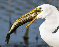 Fish jumps out of water and into bird's mouth, South Dakota, America - Nov 2009