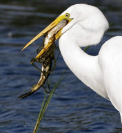 Fish jumps out of water and into bird's mouth, South Dakota, America - Nov 2009