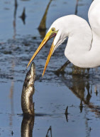 Fish jumps out of water and into bird's mouth, South Dakota, America - Nov 2009