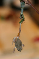 Lucky tree frog leaps to safety after hungry praying mantis grabs its leg, Sacramento, California, America  - 14 Nov 2009