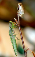 Lucky tree frog leaps to safety after hungry praying mantis grabs its leg, Sacramento, California, America  - 14 Nov 2009