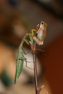 Lucky tree frog leaps to safety after hungry praying mantis grabs its leg, Sacramento, California, America  - 14 Nov 2009