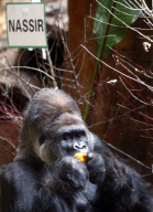 Gorilla decides baby son's name by choosing from five fruit piles, Toronto Zoo, Canada - 18 Nov 2009