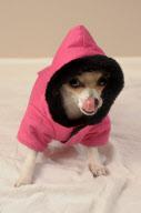 Hoodies for dogs becomes the latest pet fashion craze, Southampton, Hampshire, Britain - 22 Nov 2009