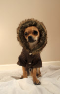 Hoodies for dogs becomes the latest pet fashion craze, Southampton, Hampshire, Britain - 22 Nov 2009