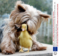 TERRY THE YORKSHIRE TERRIER WITH A DUCKLING, WEST COUNTRY, BRITAIN - JAN 2005