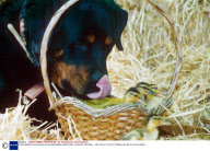 ORPHANED DUCKLINGS AT EGHAM SWAN SANTUARY, SURREY, BRITAIN - 1997