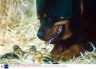ORPHANED DUCKLINGS AT EGHAM SWAN SANTUARY, SURREY, BRITAIN - 1997