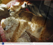 LEON THE HOUSE LION, CZECH REPUBLIC - 2003